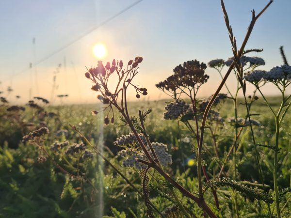 Sonnenaufgang Allgäuer Genusshotel